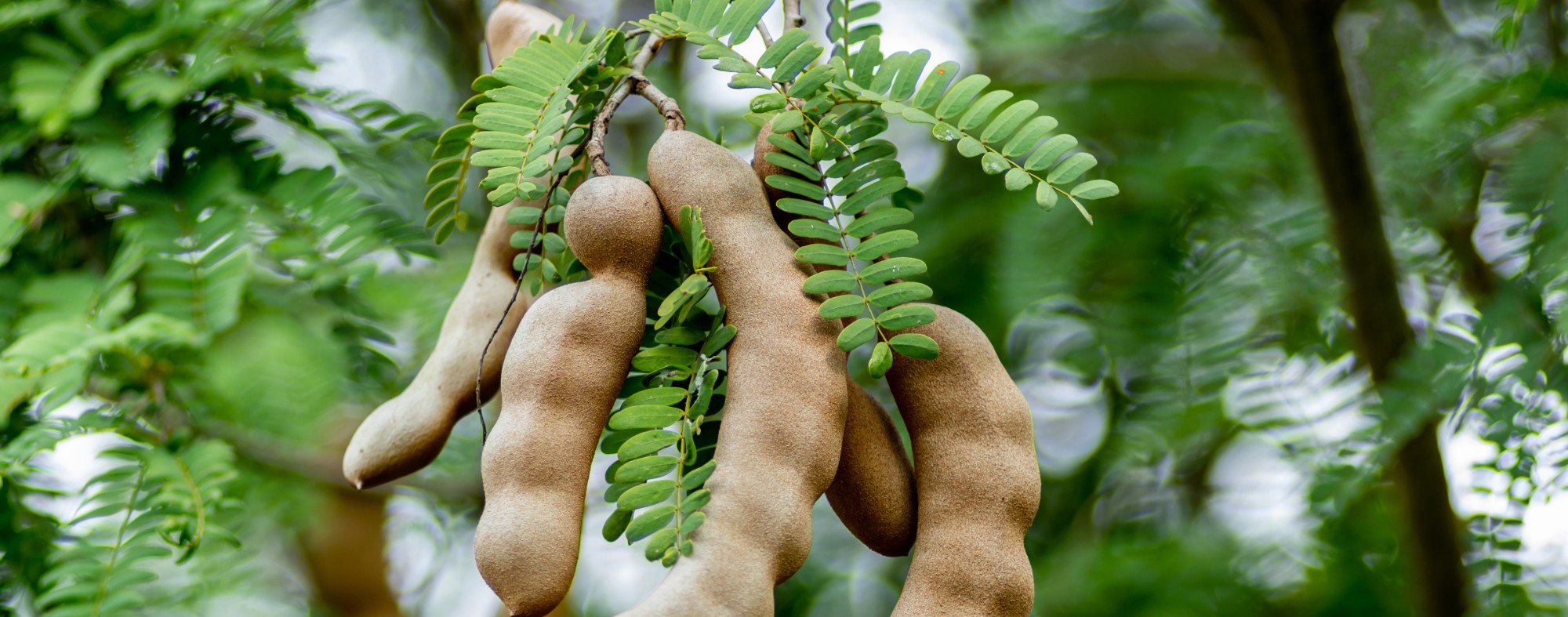Tamarindeiro